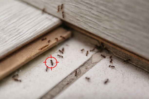 Best Mosquito Control Services  in Harbison Nyon, CA