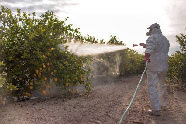 Best Rodent Control Near Me  in Harbison Nyon, CA
